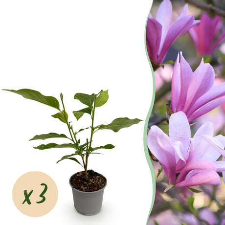 Livraison plante Magnolia Betty x1