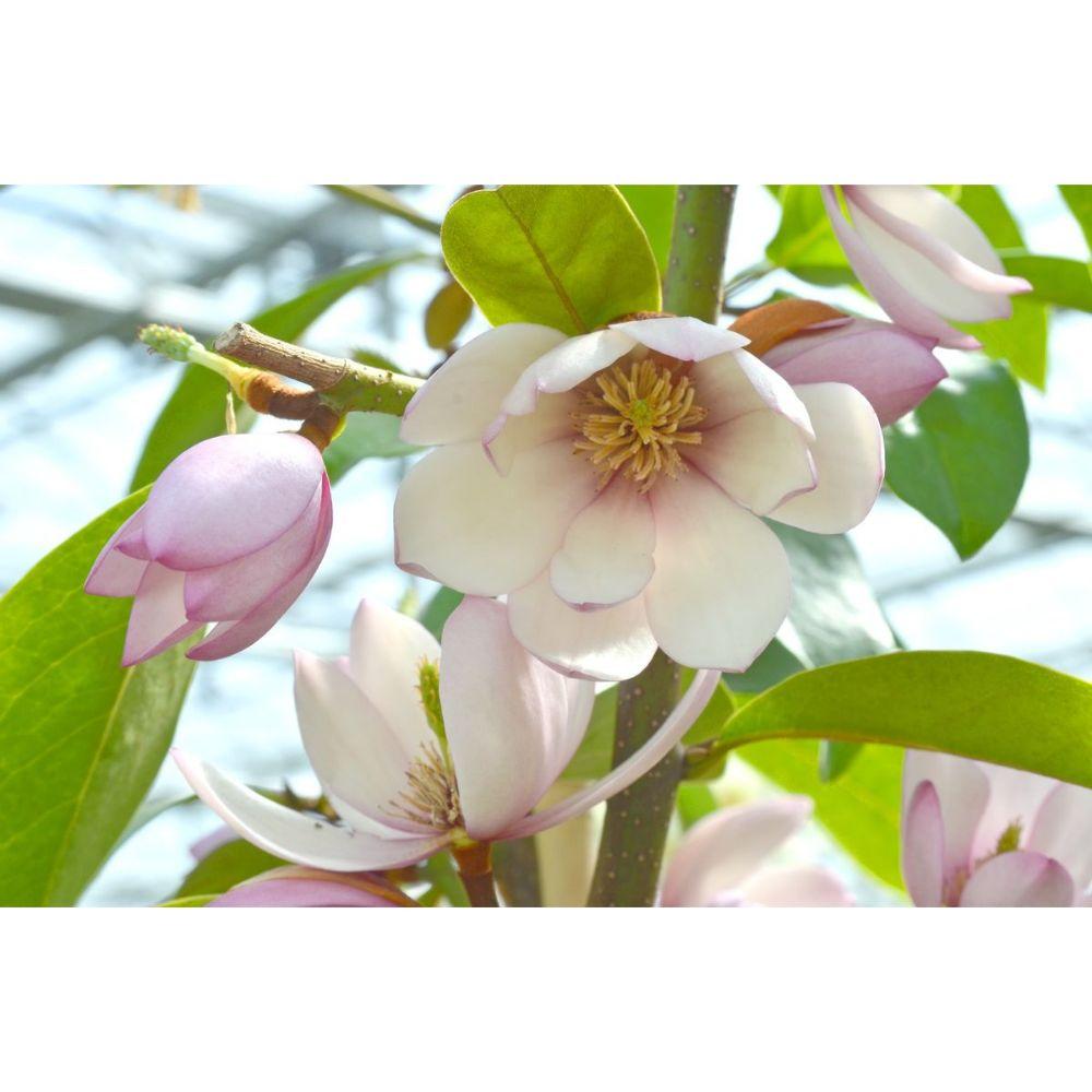 Livraison plante Magnolia 'Fairy Magnolia Blush'®