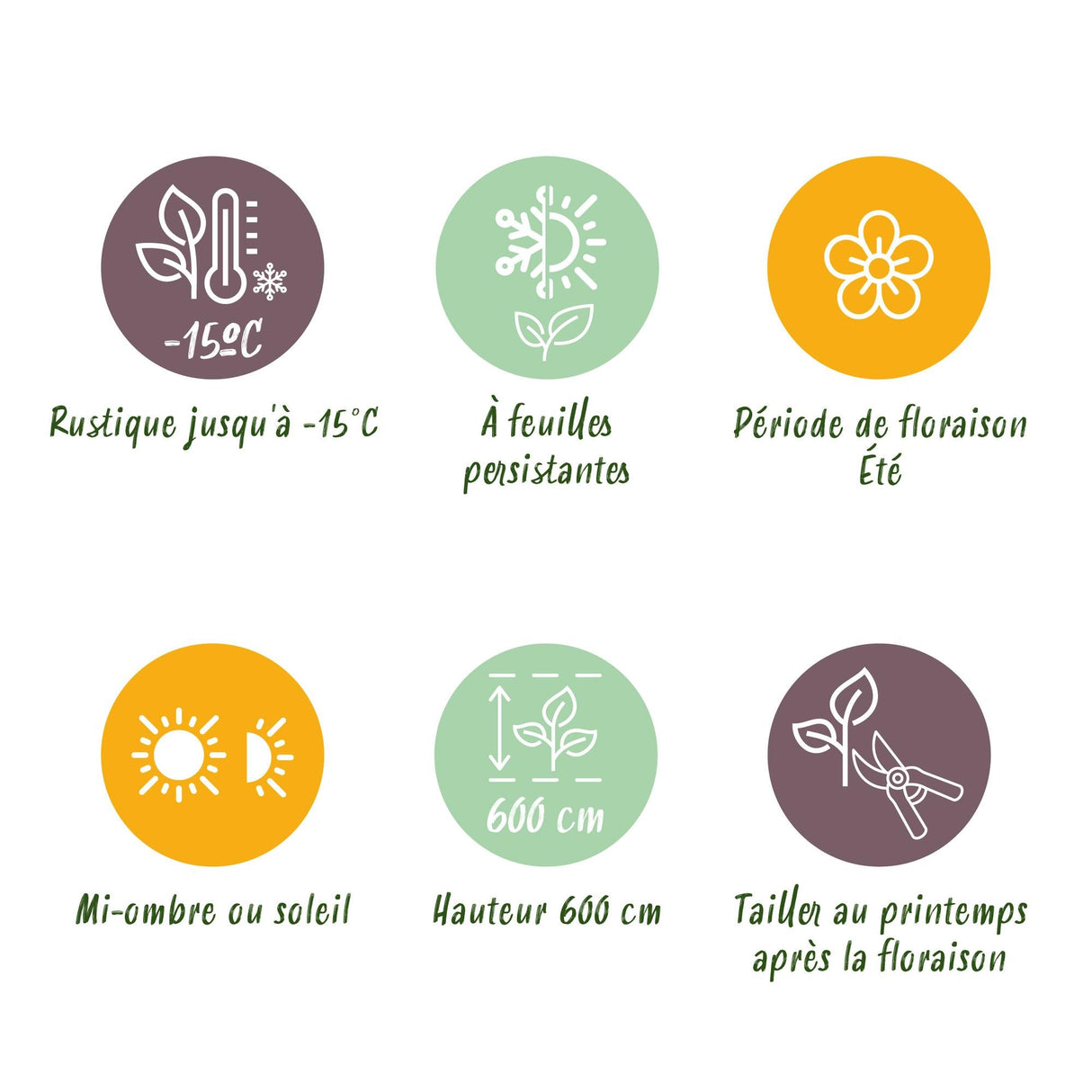 Livraison plante Magnolia grandiflora – Lot de 1 – Pot 12 cm – Hauteur 30 cm