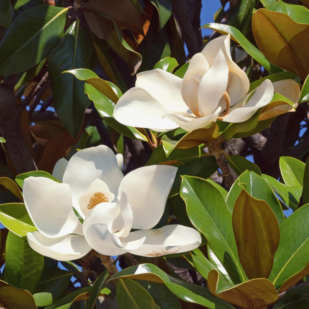 Livraison plante Magnolia grandiflora – Lot de 1 – Pot 12 cm – Hauteur 30 cm