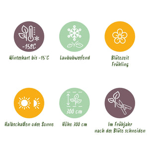 Livraison plante Magnolia liliiflora Nigra – Pot 12 cm – Hauteur 30 cm