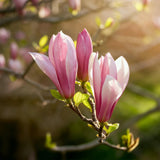Livraison plante Magnolia Ricki – Lot de 1 – Pot 12 cm – Hauteur 30 cm