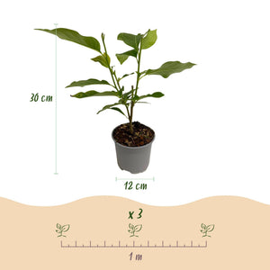 Livraison plante Magnolia soulangeana – Lot de 1 – Pot 12 cm – Hauteur 30 cm
