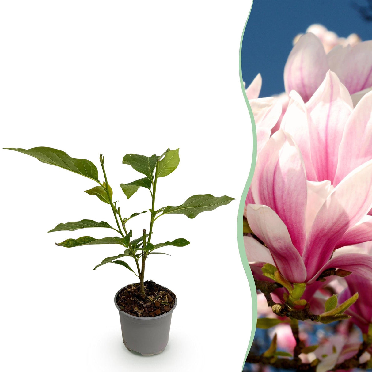 Livraison plante Magnolia soulangeana – Lot de 1 – Pot 12 cm – Hauteur 30 cm
