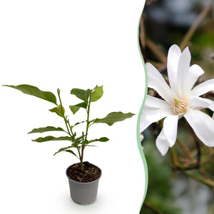 Livraison plante Magnolia stellata – Lot de 1 – Pot 12 cm – Hauteur 30 cm