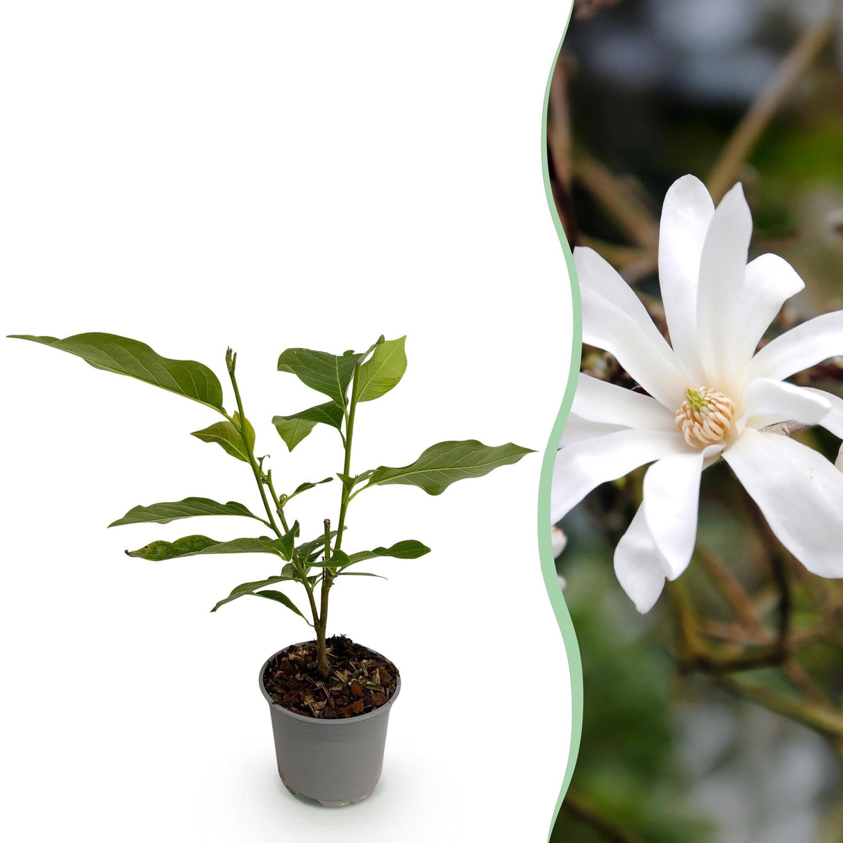 Livraison plante Magnolia stellata x1