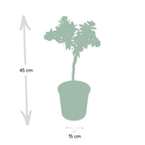 Livraison plante Mandarinier - 45 cm - Ø15 - Arbuste fruitier - Plante d'extérieur
