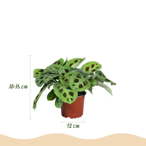 Livraison plante Maranta Fascinator Kerchoveana