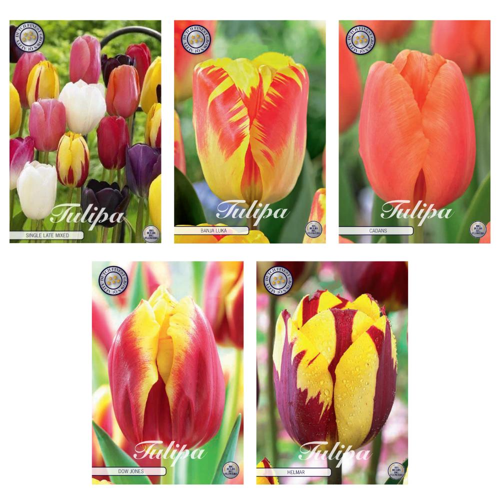 Livraison plante Mélange de 47 tulipes - 5 variétés