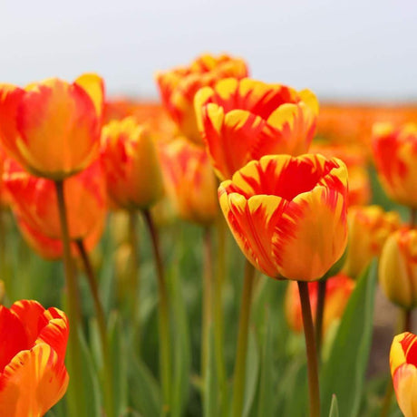 Livraison plante Mélange Hollandais - 75 Bulbes Floraux 12+