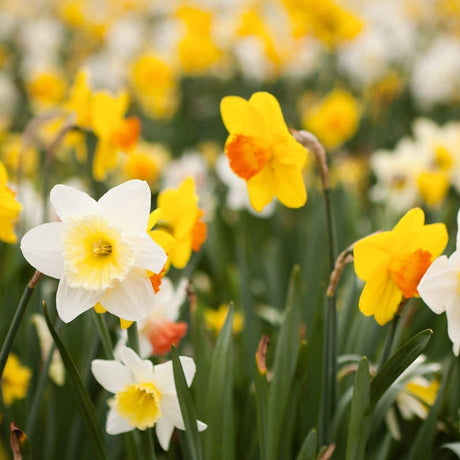 Livraison plante Mélange moyen de Narcisses - 50 Bulbes