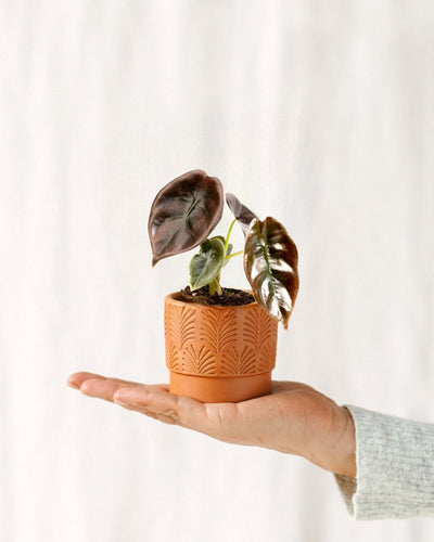 Mini Alocasia Cuprea Rot