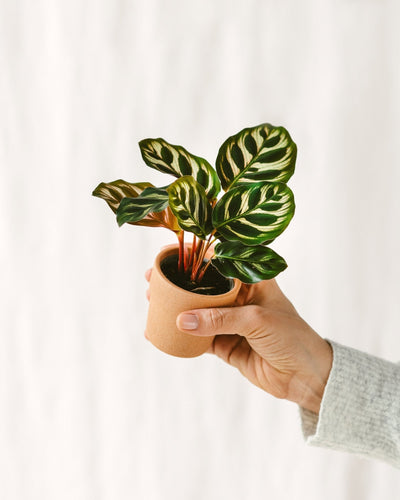 Mini-Calathea Makoyana