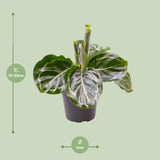 Livraison plante Mini Calathea Roseopicta Green