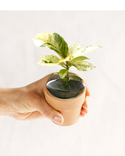 Mini-Ficus Elastica Schrijveriana