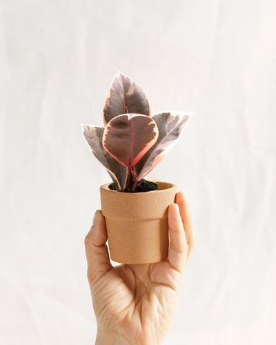 Mini-Ficus Tineke