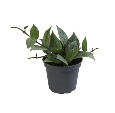 Livraison plante Mini Hoya Krohiana Eskimo