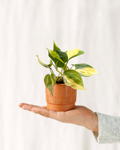 Mini-Philodendron Scandens Brasil