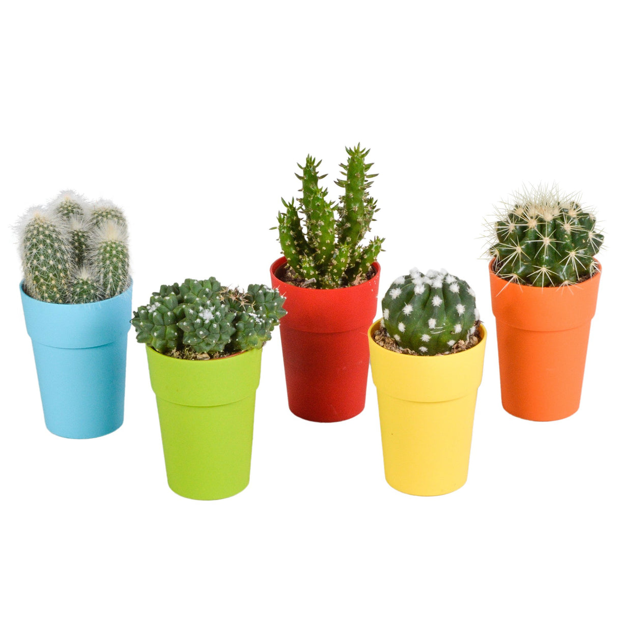 Livraison plante Mix de 5 cactus et leurs caches - pots colorés h16cm