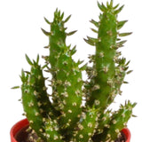 Livraison plante Mix de 5 cactus et leurs caches - pots colorés h16cm