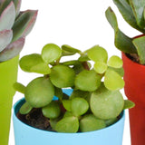 Livraison plante Mix de 5 succulentes et leurs caches - pots colorés h16cm