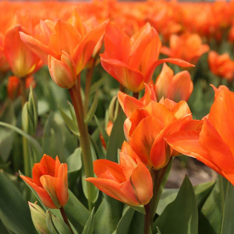 Livraison plante Mix Hollandais - Bulbes de Fleurs - 40 unités pour 1 m²