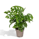 Livraison plante Monstera Adansonii Monkey Leaf