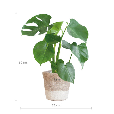 Livraison plante Monstera Deliciosa et son pot