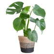 Livraison plante Monstera Deliciosa et son pot