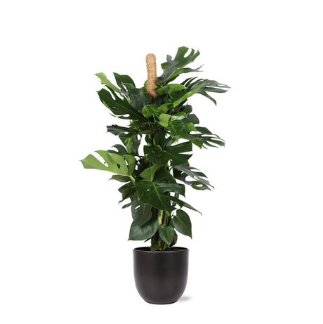 Livraison plante Monstera Deliciosa et son pot