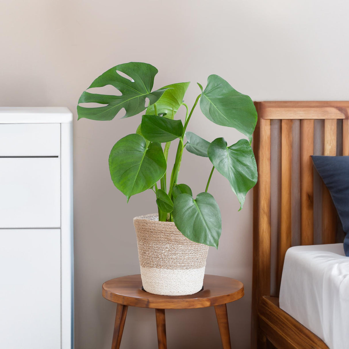 Livraison plante Monstera Deliciosa et son pot