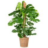 Livraison plante Monstera Deliciosa XL met Torun mand - 120cm - Ø24