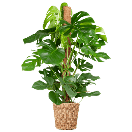 Livraison plante Monstera Deliciosa XL met Torun mand - 120cm - Ø24