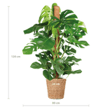 Livraison plante Monstera Deliciosa XL met Torun mand - 120cm - Ø24