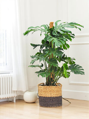 Livraison plante Monstera Deliciosa XXL