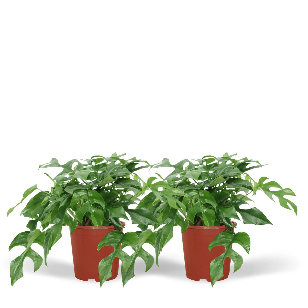 Livraison plante Monstera Minima - Lot de 2