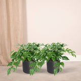 Livraison plante Monstera Minima - Lot de 2