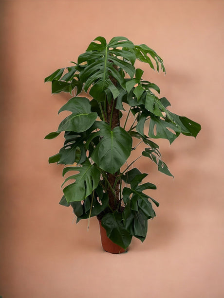 Livraison plante Monstera Pertusum - 120 cm - ø24
