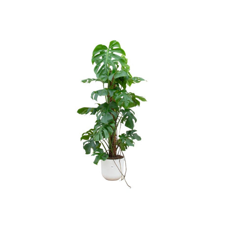 Livraison plante Monstera Pertusum 120cm et son pot