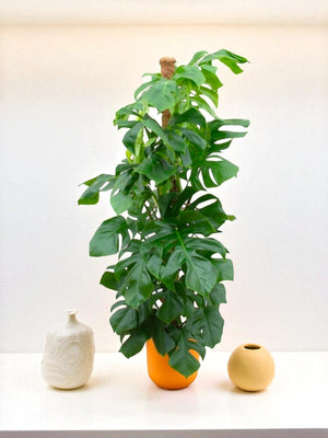 Livraison plante Monstera Pertusum 150cm et son pot