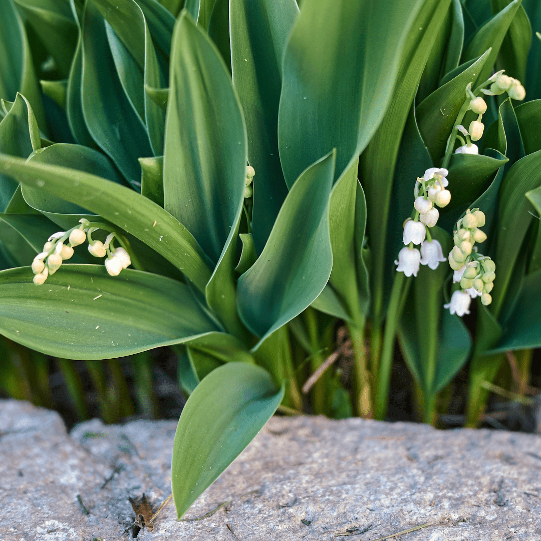 Livraison plante Muguet