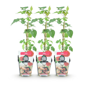 Livraison plante Mûrier - framboisier Tayberry – Lot de 3 – Pot 9 cm