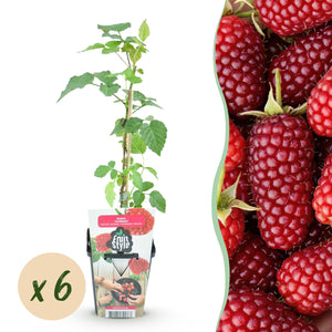 Livraison plante Mûrier - framboisier Tayberry x3
