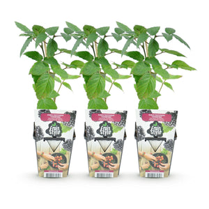 Livraison plante Mûrier sans épines Thornfree – Lot de 3 – Pot 9 cm