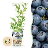 Livraison plante Myrtille Northland – Lot de 3 – Pot 9 cm