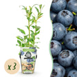Livraison plante Myrtille Northland x3