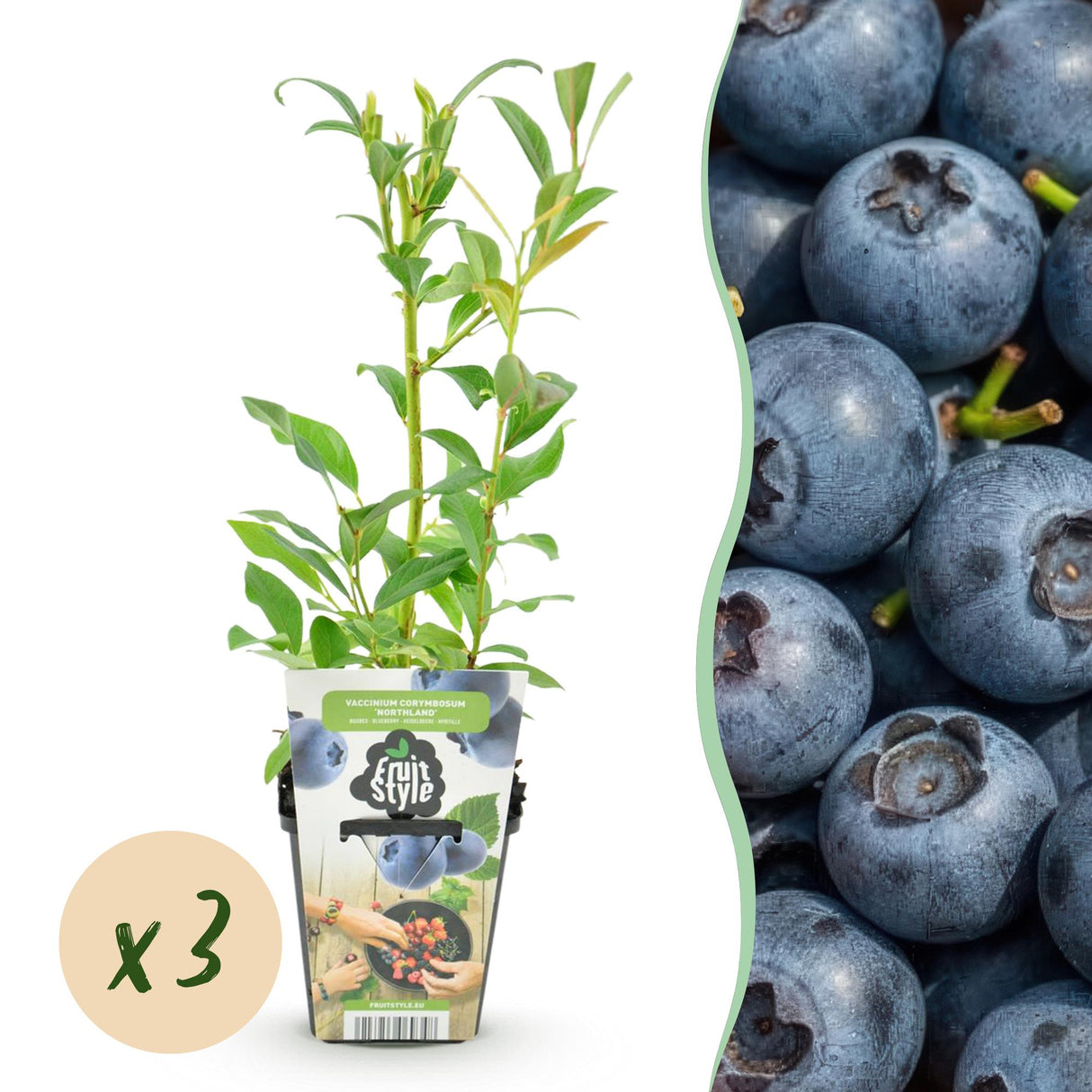 Livraison plante Myrtille Northland x3