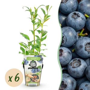 Livraison plante Myrtille Northland x3
