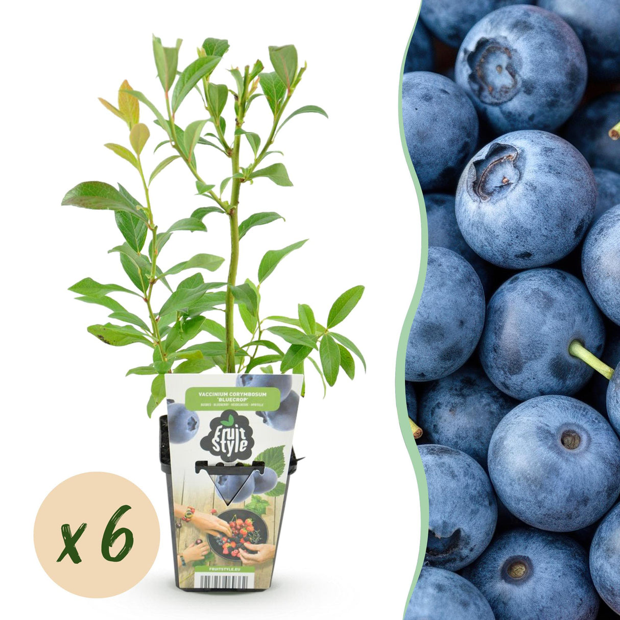 Livraison plante Myrtillier Bluegold x3