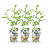 Livraison plante Myrtillier Goldtraube – Lot de 3 – Pot 9 cm